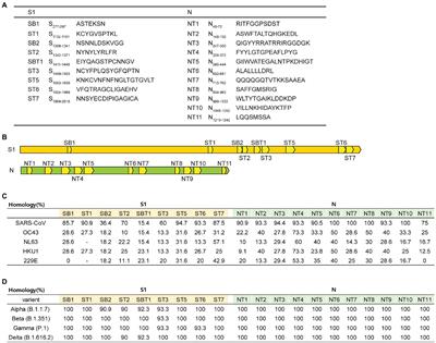 Peptides Derived From S and N Proteins of Severe Acute Respiratory Syndrome Coronavirus 2 Induce T Cell Responses: A Proof of Concept for T Cell Vaccines